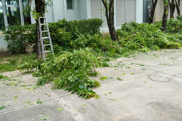 Best Best Tree Removal Services  in Mountain Green, UT